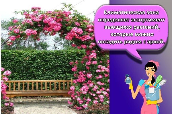 Климатическая зона определяет ассортимент вьющихся растений, которые можно посадить рядом с аркой.