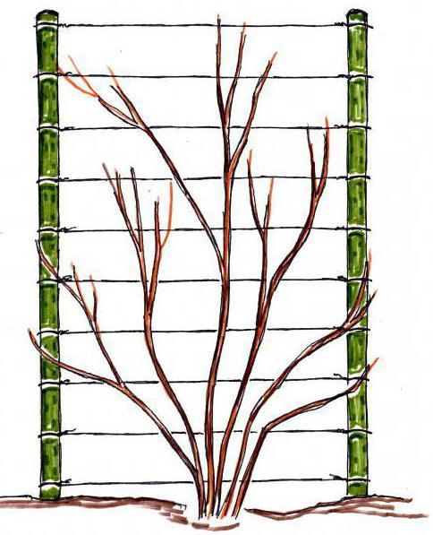 Одноплоскостная шпалера для винограда