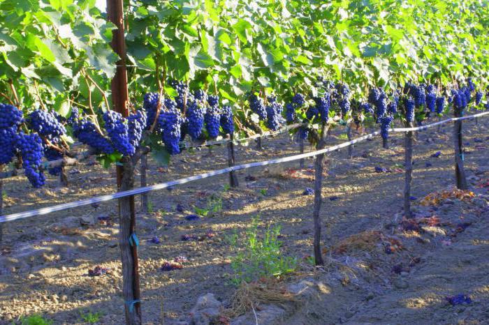 Опора под виноград