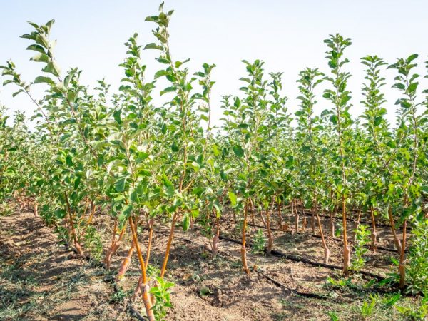 Осенняя пересадка яблони — когда провести процедуру