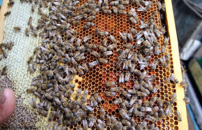 Пчелиная семья