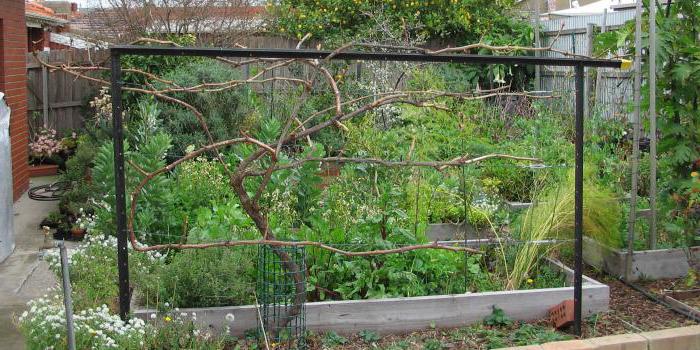 пластиковые шпалеры для винограда