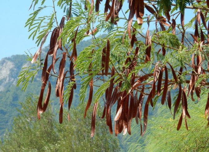 Плоды рожкового дерева