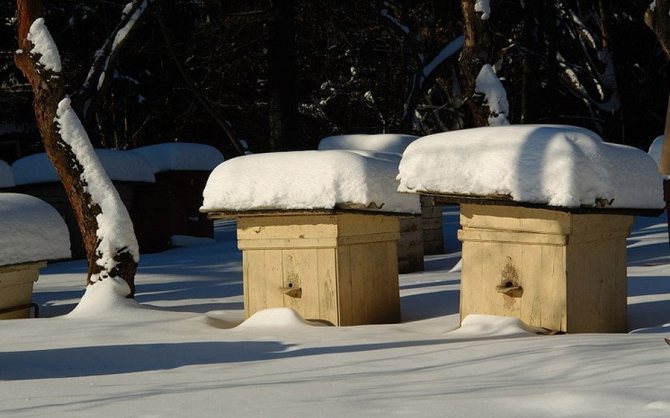 Подготовка пчёл к зимовке