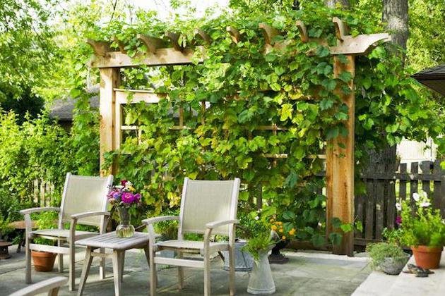 Подвязка винограда весной