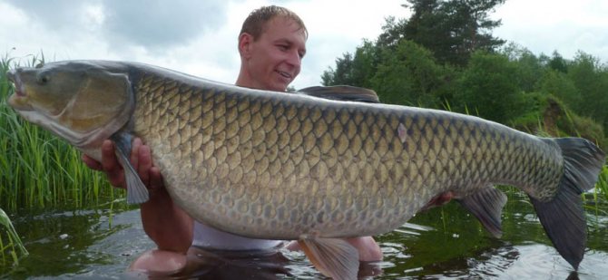 Рыбак с белым амуром