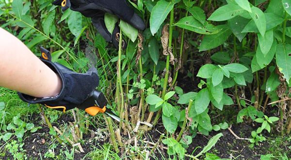 Секреты правильного ухода за флоксами осенью