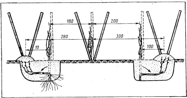 схема шпалеры наклонной