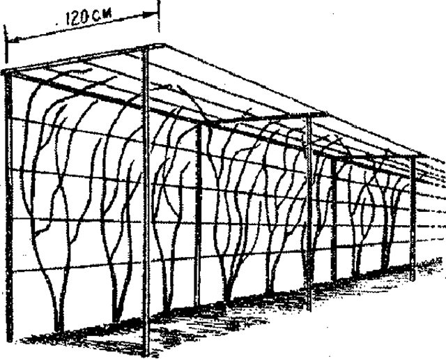 шпалера двухплоскостная