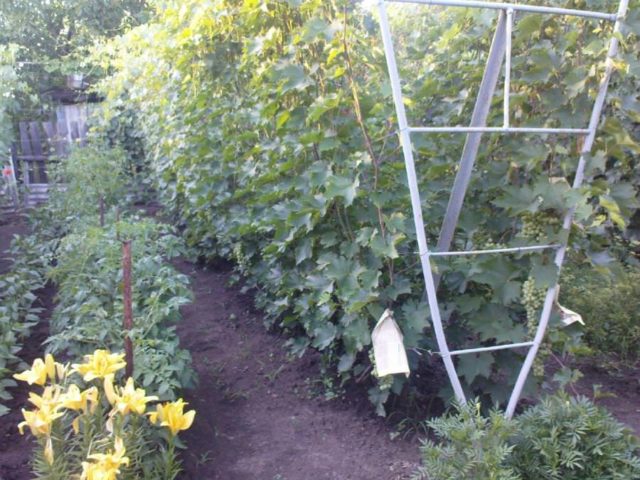 шпалера винограда