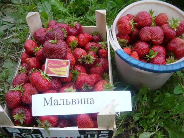 Урожай клубники Мальвина