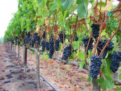 Устройство виноградника