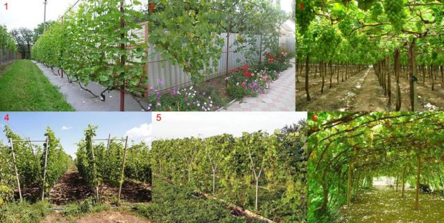 виды шпалер