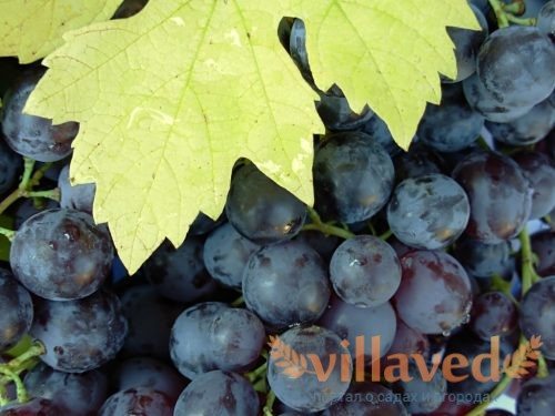 Виноград Мускат Гамбургский