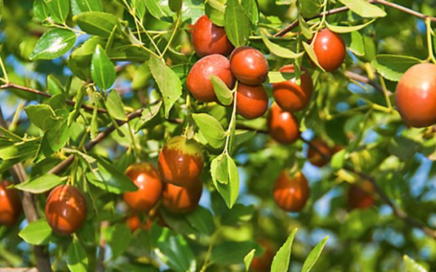 Зизифус, как вырастить из косточки в домашних условиях. Размножение семенами